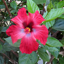 Hibisco