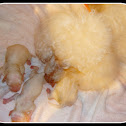 Mini Poodle and her puppies.