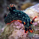Dusky Nembrotha