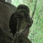 Burrowing owl