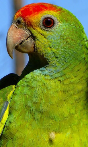 Parrot HD LWP Full