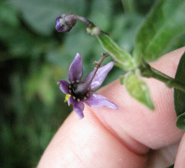 Bittersweet Nightshade Project Noah