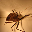Wheel bug