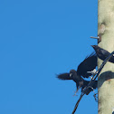 Grand Corbeau