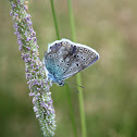 Northern Blue - Modrásek obecný