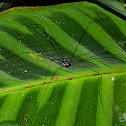 Harvestman Bug