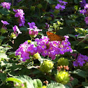 Fiery Skipper