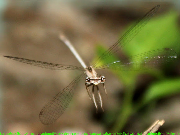 Spotting Image 1