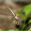 white-legged Damselfly