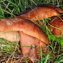 Milk-cap