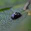 Ladybug Pupa