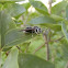 bald faced hornet
