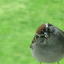 Chipping Sparrow