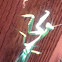 Praying Mantis