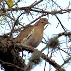 White winged Dove