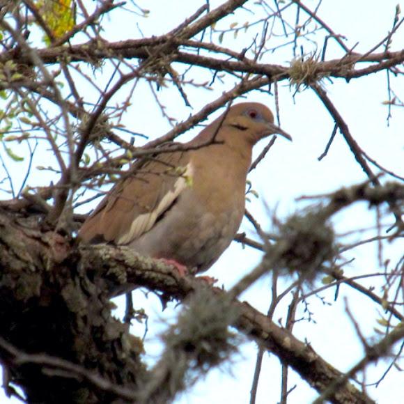 Spotting Image 1