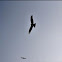Black kite