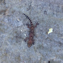 Mediterranean house gecko