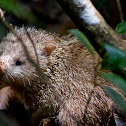 Tenrec