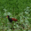 Jaçanã (Wattled Jacana)