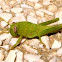 Saltamontes verde (ninfa subadulta)