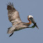 Brown Pelican