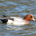 Eurasian Wigeon
