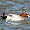 Eurasian Wigeon