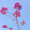 Trinitaria Fusha