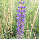 Wild Lupine