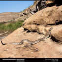 Western Diamondback Rattlesnake