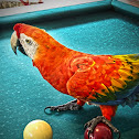Guacamaya