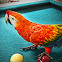 Guacamaya