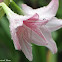 amaryllis