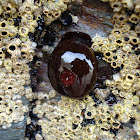 Beadlet Anemone