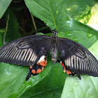 Common Mormon