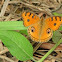 peacock pansy