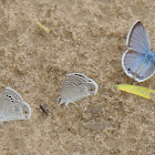 Reakirt's Blue Butterflies