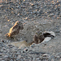 Burrowing Owl