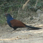 Greater Coucal