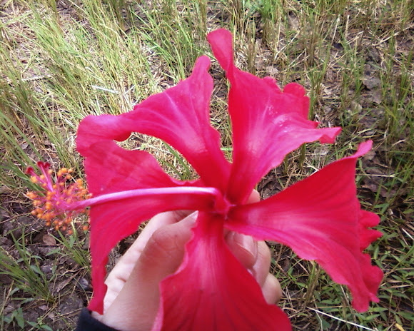 Spotting Image 1