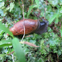 Rosey Wolf Snail