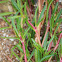 Pigweed