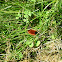 Woolly Bear. 