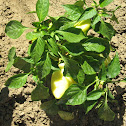 Capsicum
