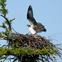 Osprey