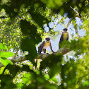 Red-tailed Monkey