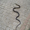Caninana Snake