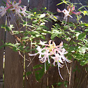 Native azalea