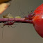aphids on rose hip